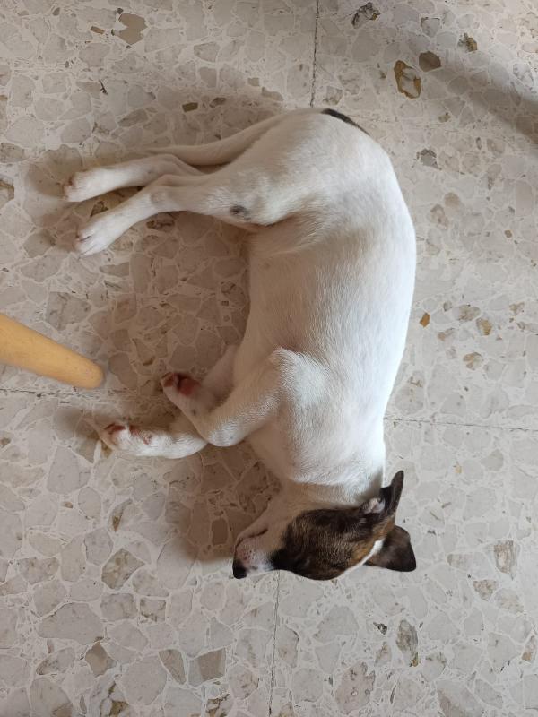 Cucciolino taglia piccola Foto 2